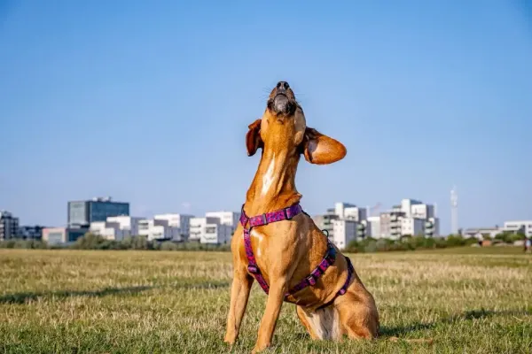 Sötnosarna på Ribban